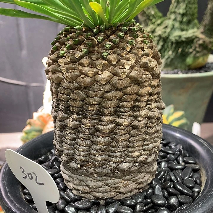 302铁甲丸7.5公分哈哈哈哈哈哈哈