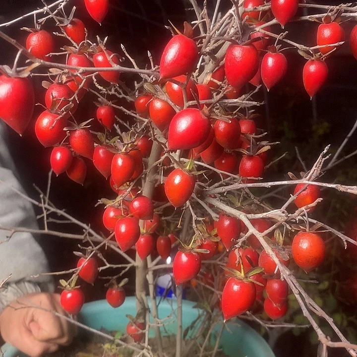 无花朵老鸦的眼睛