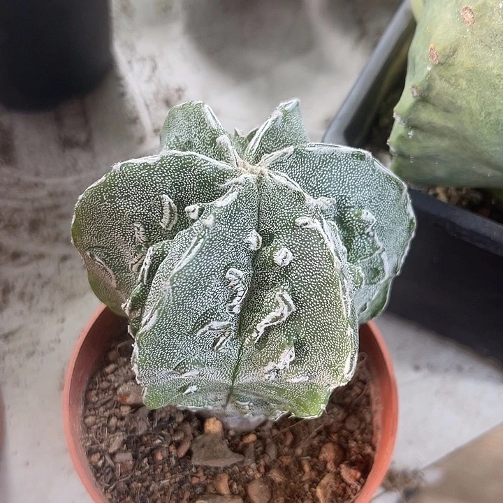 仙人球开花仙人球