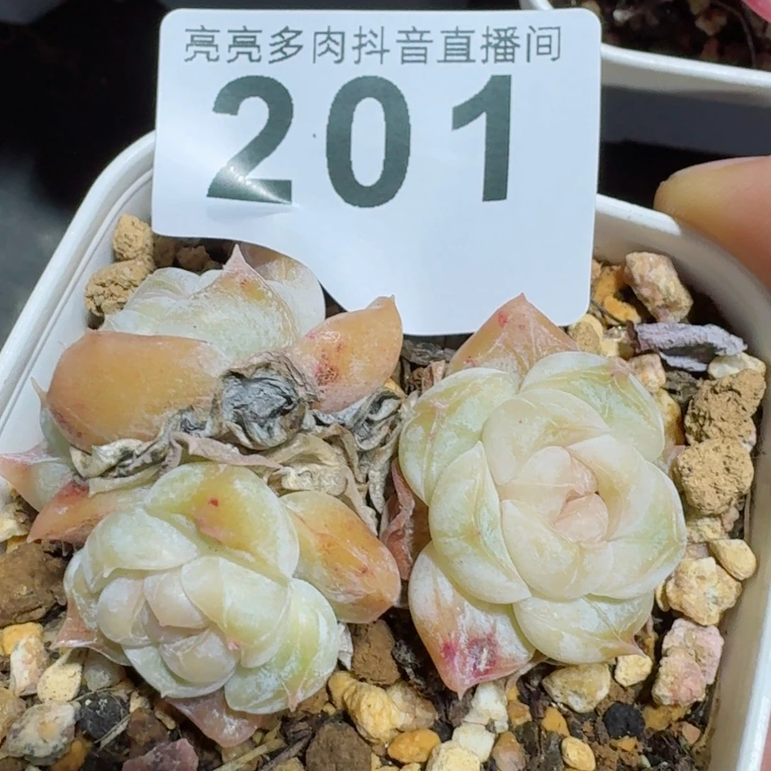 胖虎         精品多肉