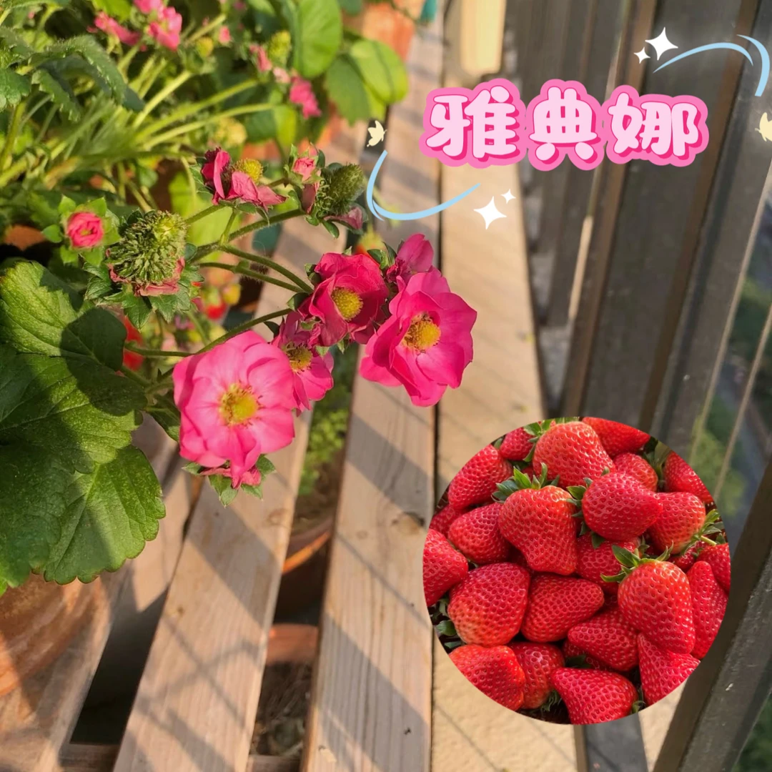重度瑕疵【雅典娜·草莓盆栽】勤花！香甜！欧系四季草莓