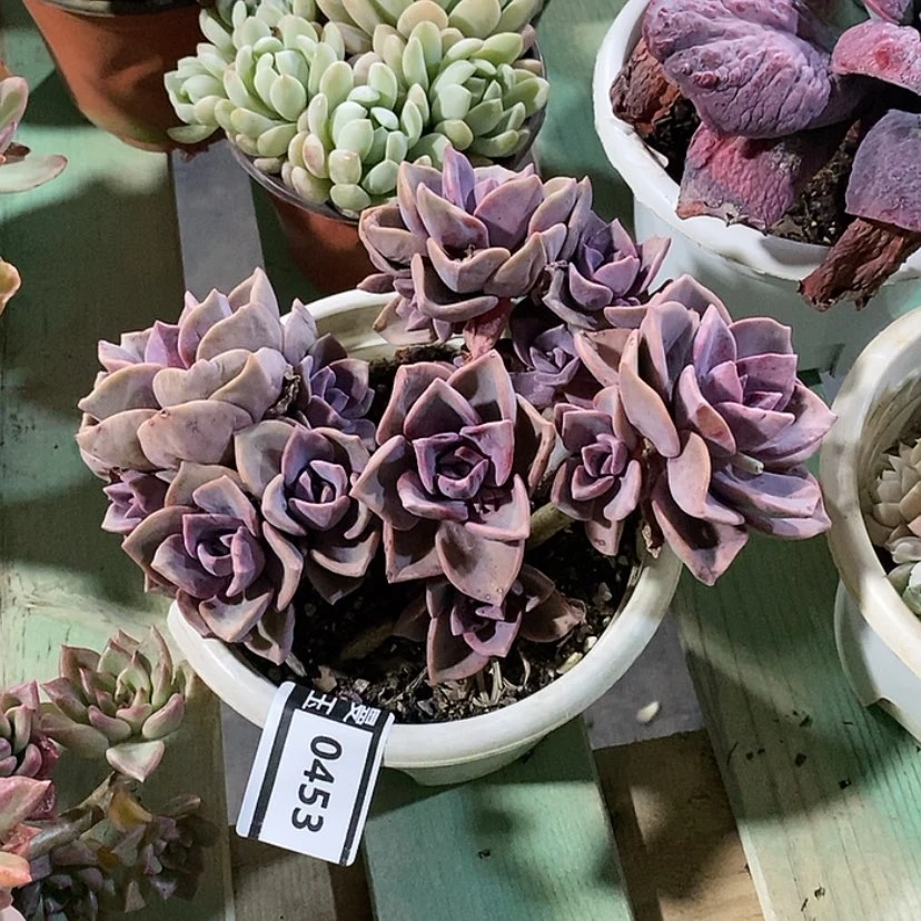 【闪购商品】彩虹糖0453