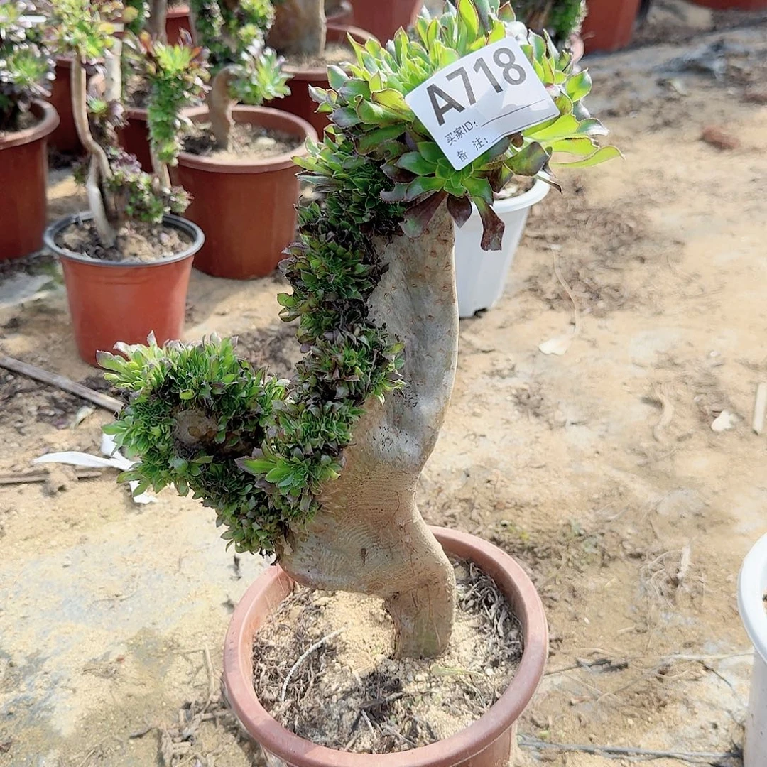 718黑法师有伤一颗满28包邮