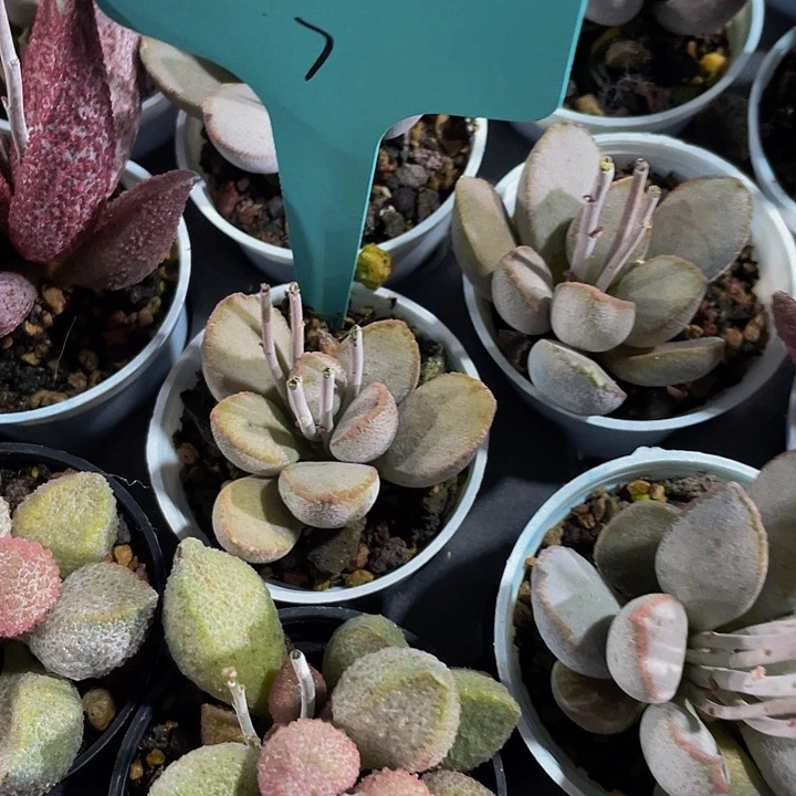 圆盆雪兔水泡带哦土