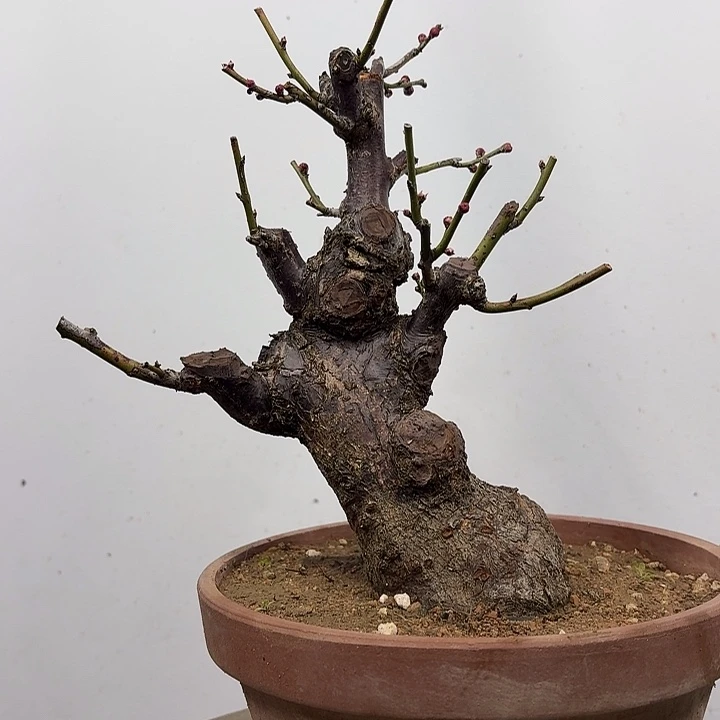 无花朵红梅花开花开花开
