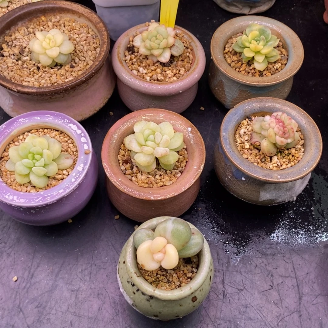 沫****327.多肉锦，7个多肉，