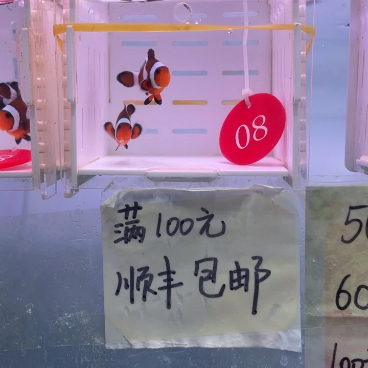 海水鱼精品玛瑙2条4+