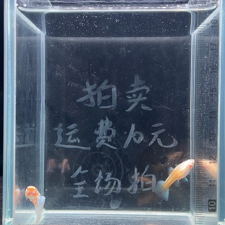 孔雀鱼蓝白飞船一公二母