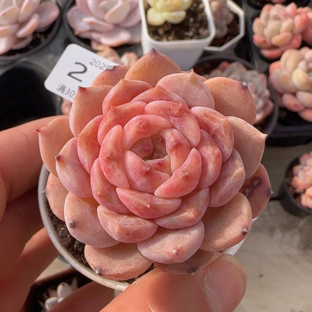 冰魄老桩一颗脱土发货