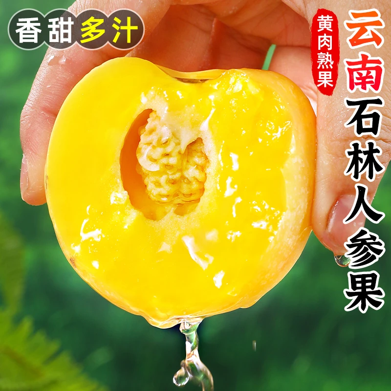 【香甜多汁】云南石林人参果3-9斤树上熟人生果黄肉圆果新鲜水果