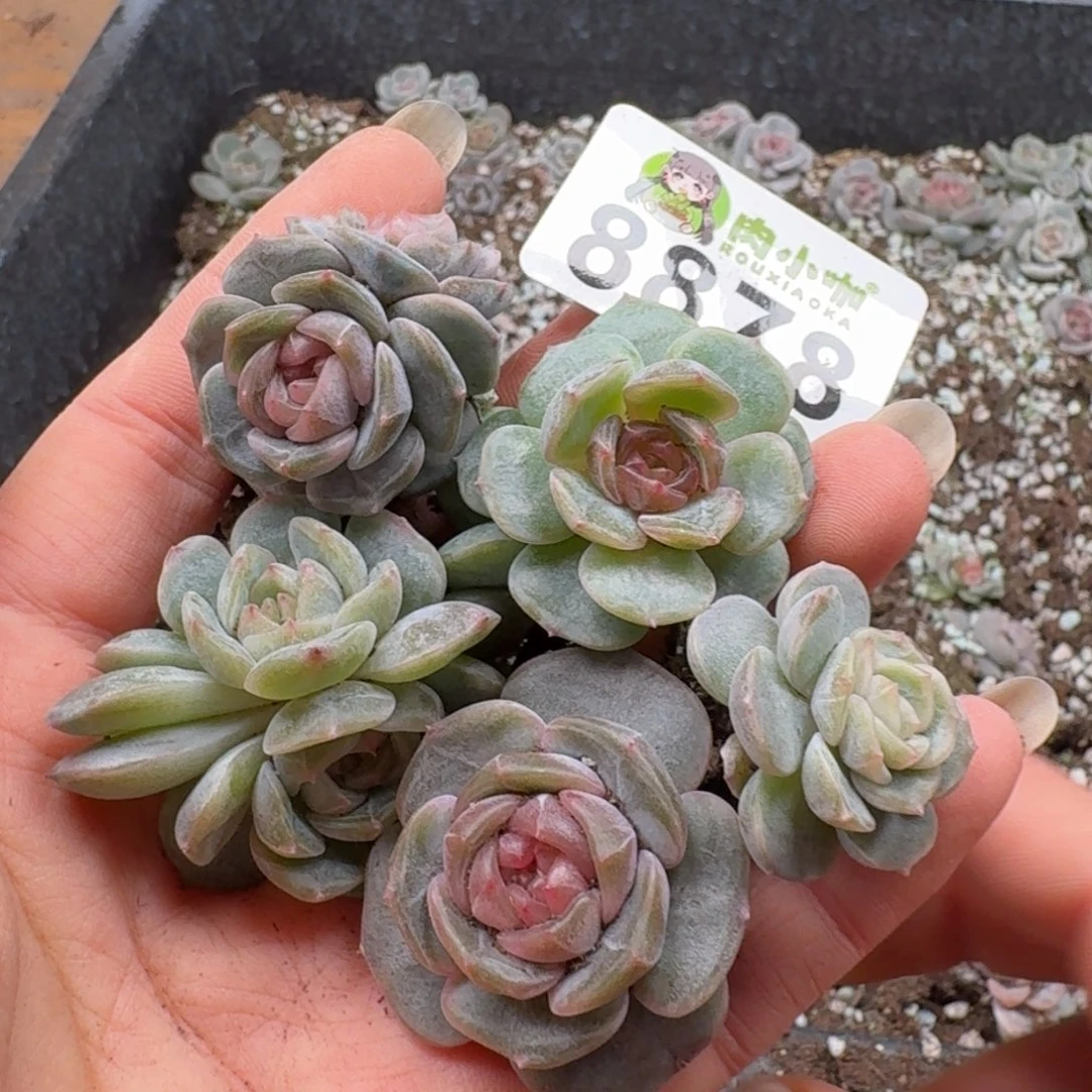 多肉植物多肉植物