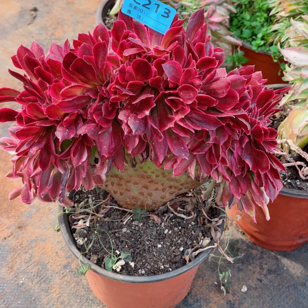 多肉植物213红袖