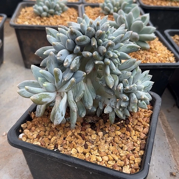 哥特萝莉群生缀化多肉