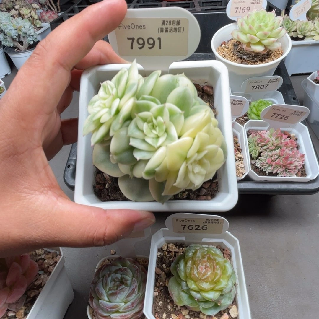 7991蜡牡丹锦6.0厘米