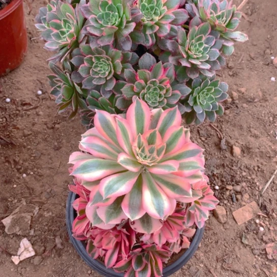 无花朵338万花筒2棵的润泽