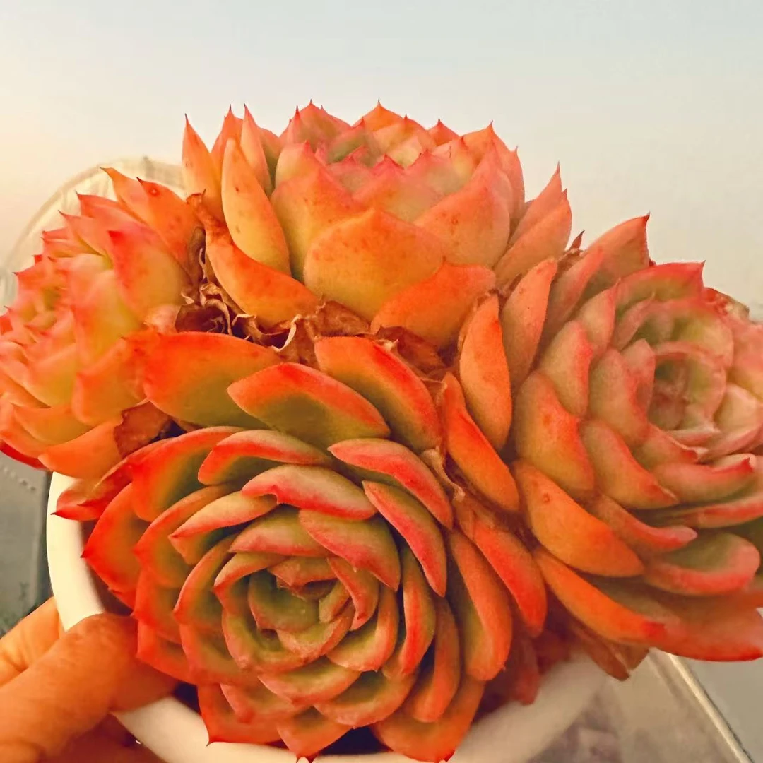 云漫多肉 晨露18cm盆   多肉植物 精选多肉