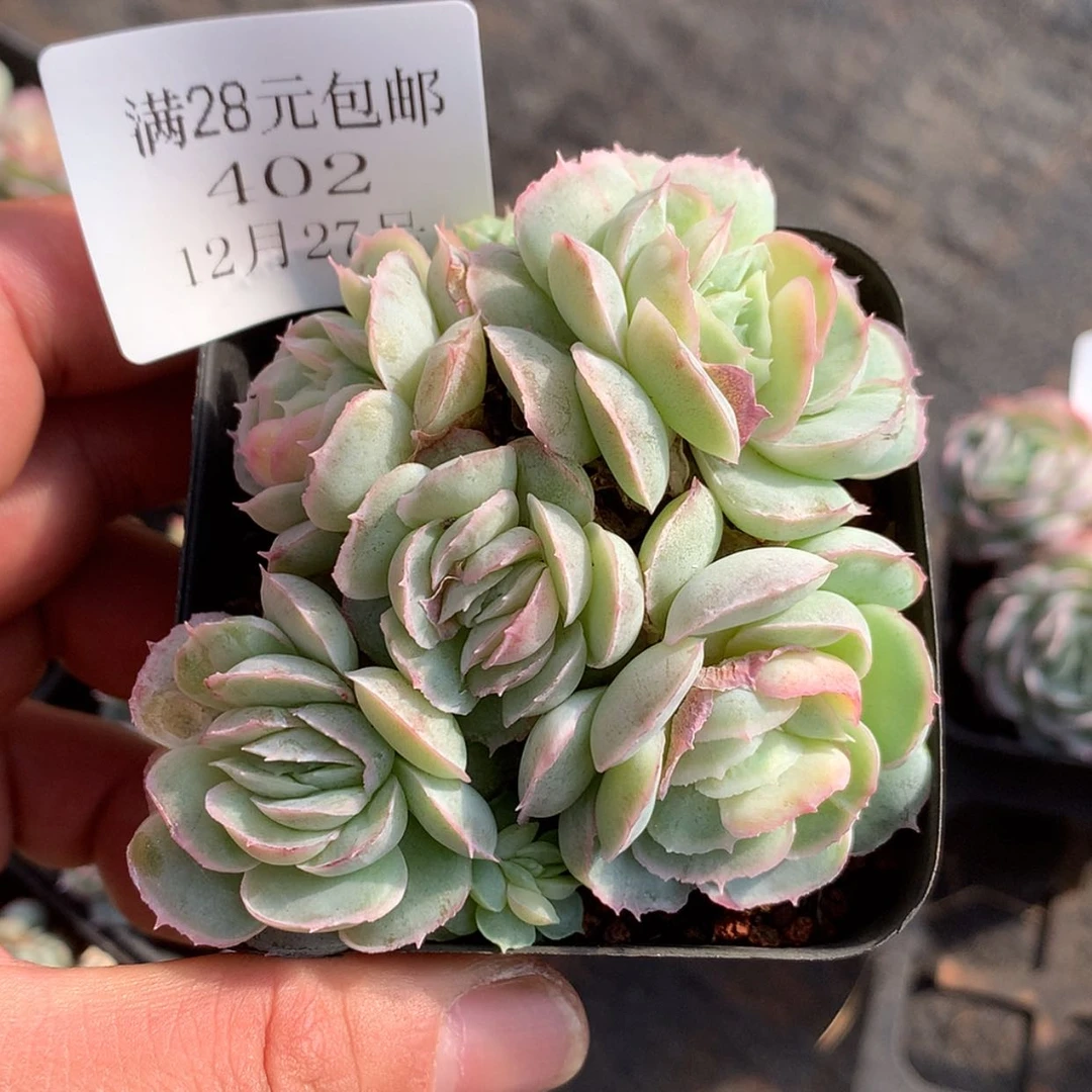 【闪购商品】云402号水晶扇贝