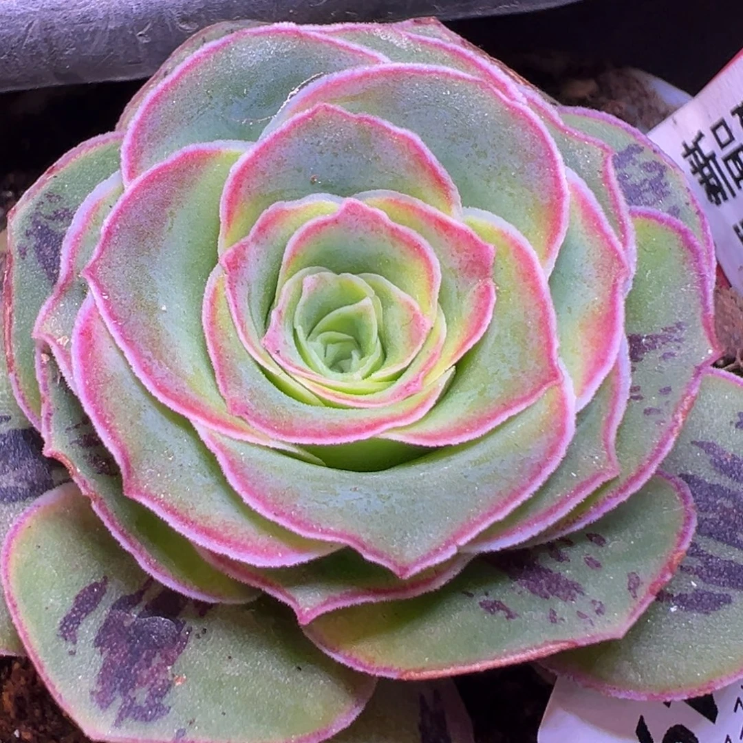 陈陈949万玫瑾龙。