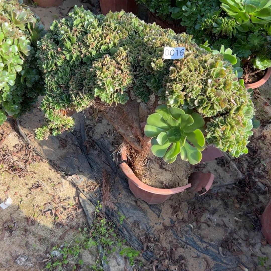 玫瑰朵朵016冠服55