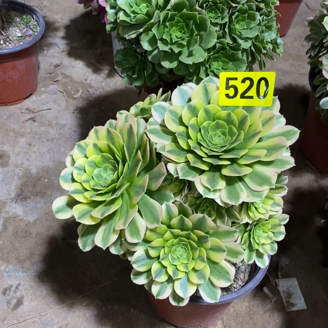 金丝翡翠多肉法师520