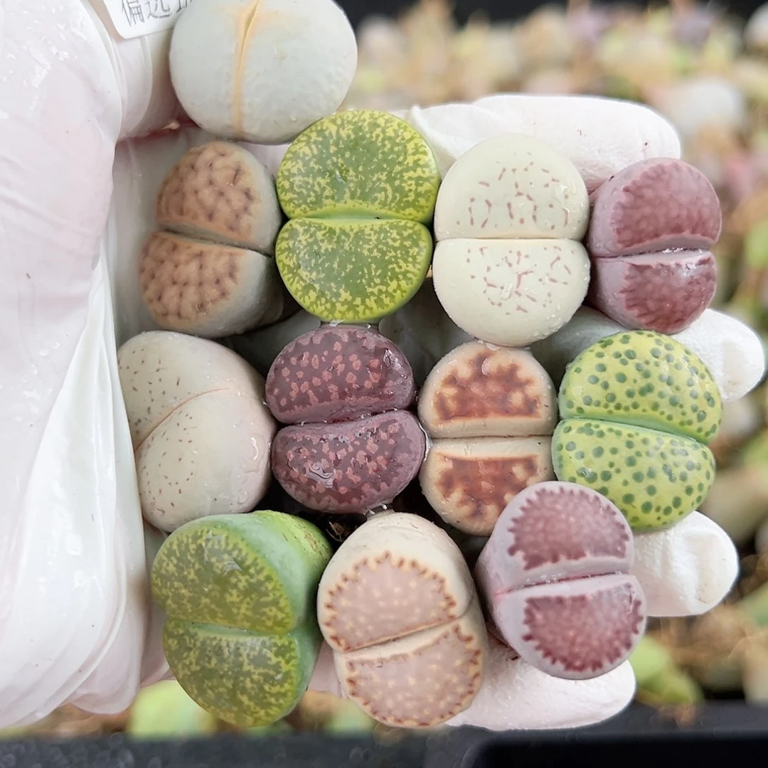 3940 好养易活生石花大母本12个2cm左右有饼干有高尔夫
