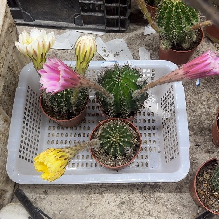 晚***風无花朵彩草哈哈哈哈哈哈