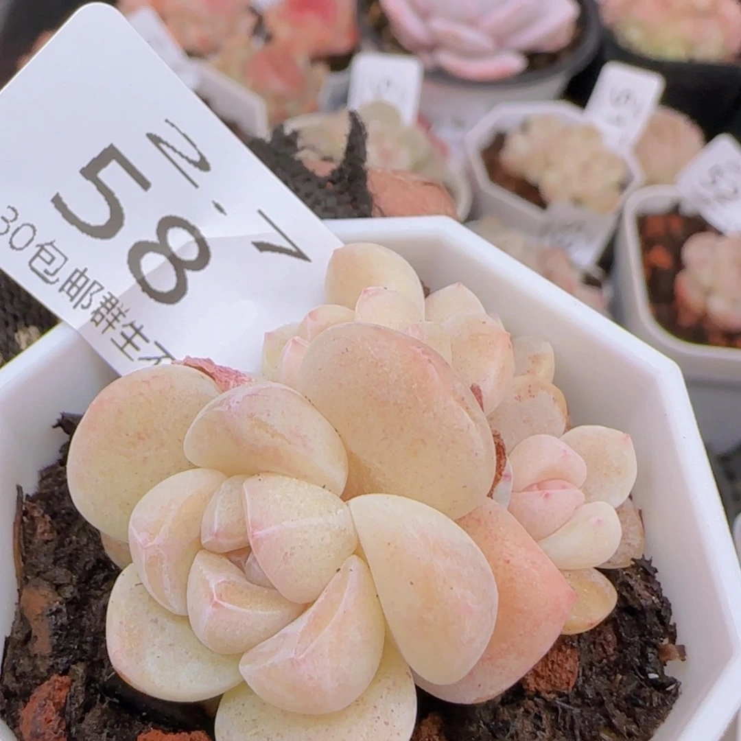 四头冰玉一颗脱土发货