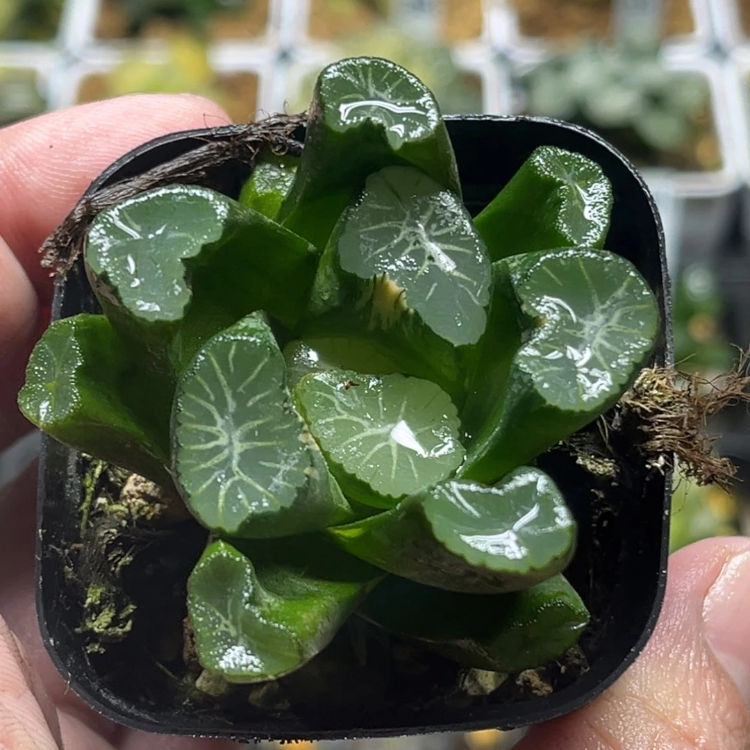 349稻妻万象锦头家多肉十二卷