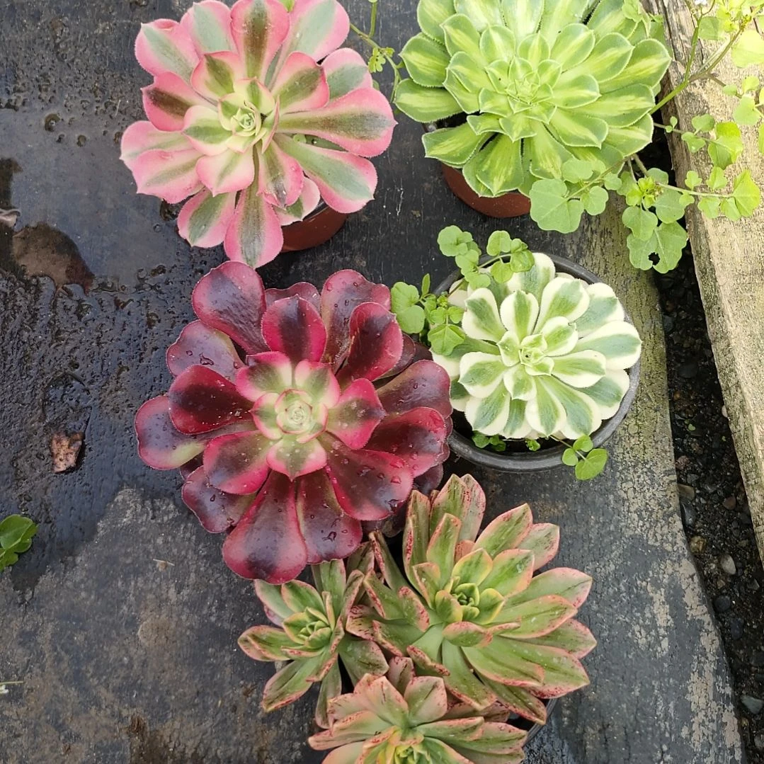 听**墨多肉法师锦套餐五颗