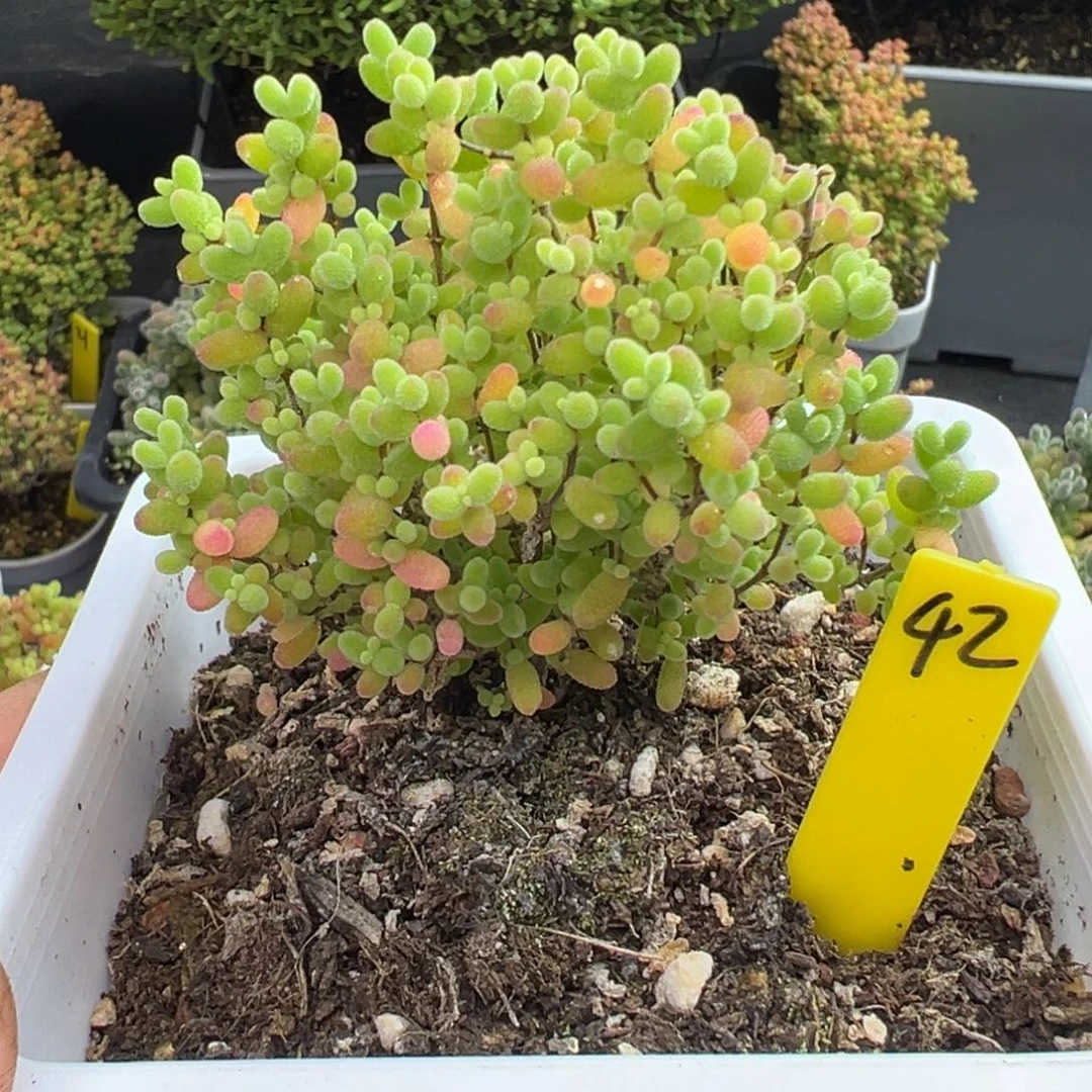 蜜橘糖球42号10cm盆