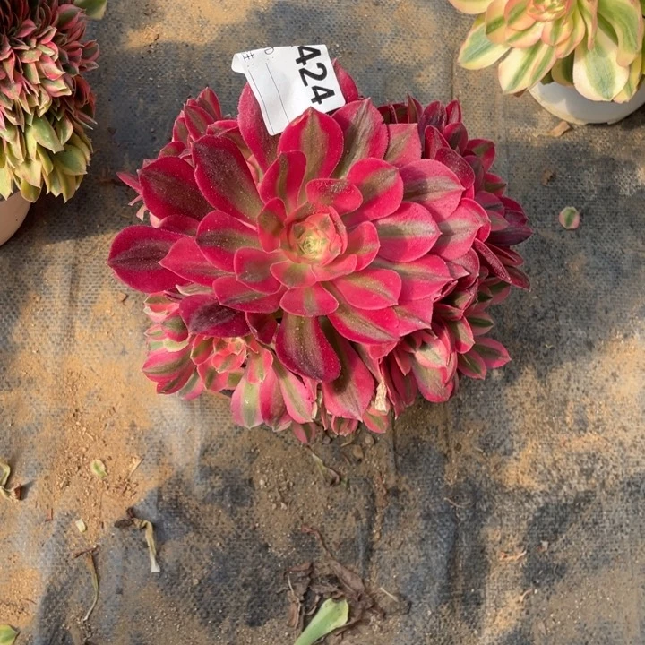 多肉粉女巫优选法师424