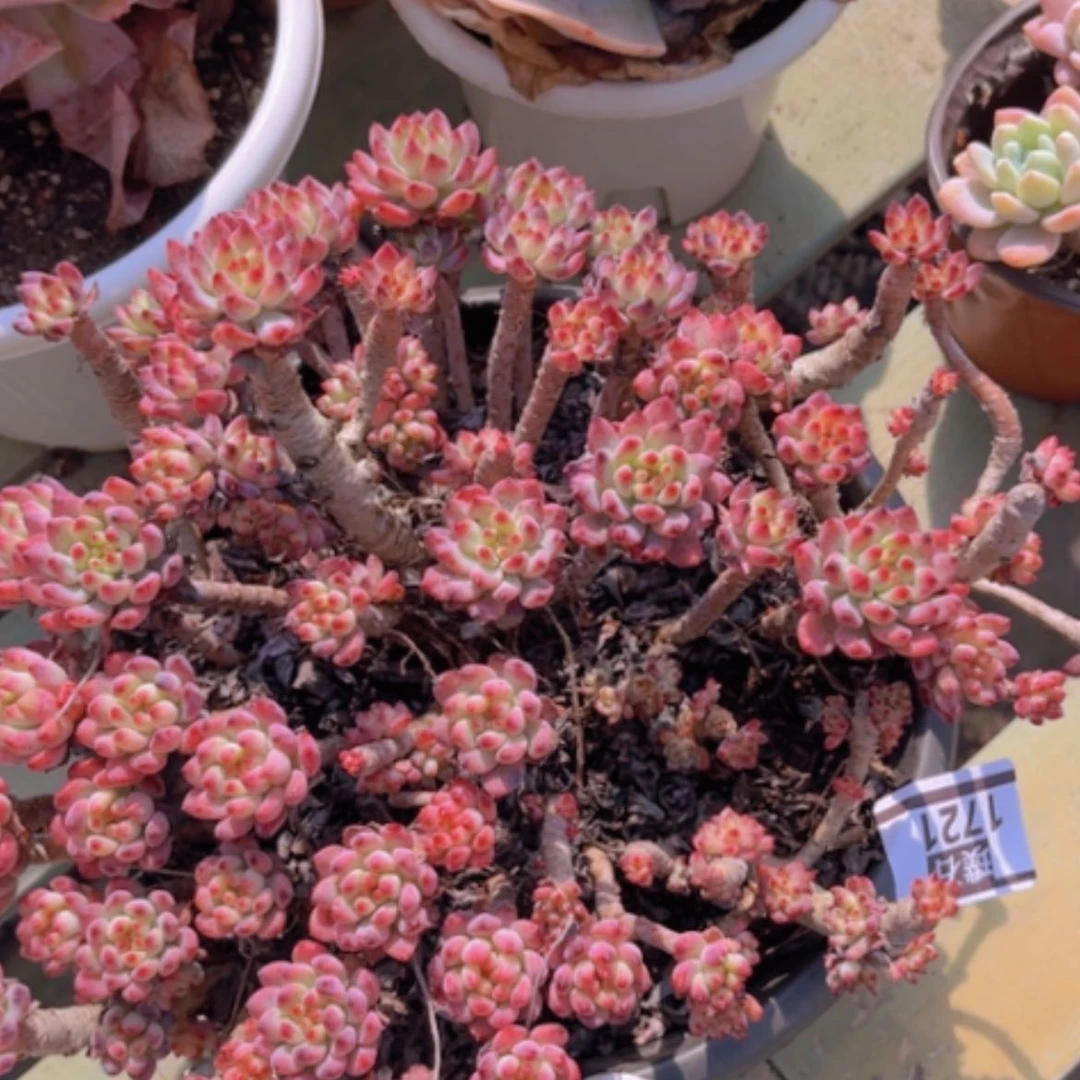 【闪购商品】蓝苹果处理1721