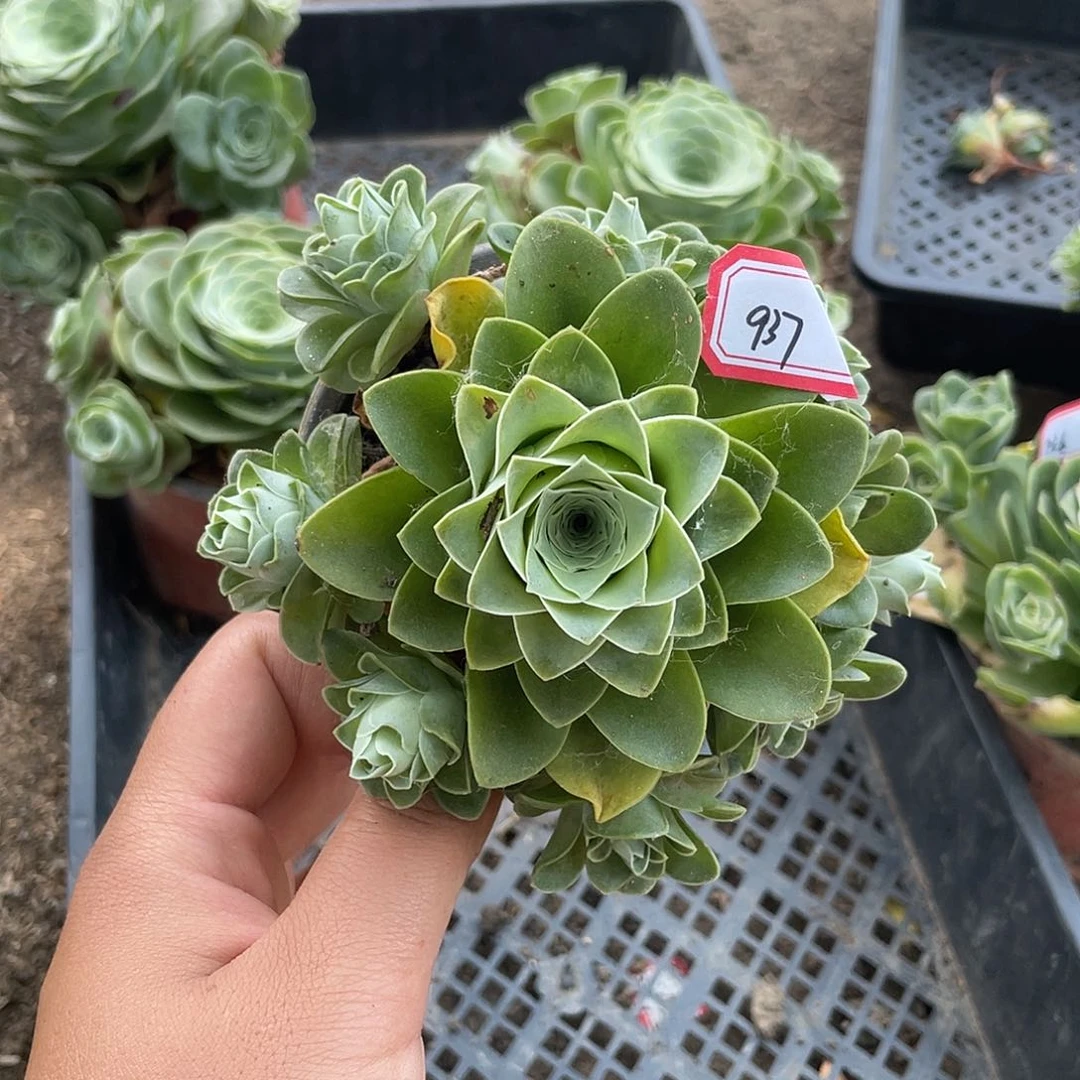 山地玫瑰多肉不售后 937