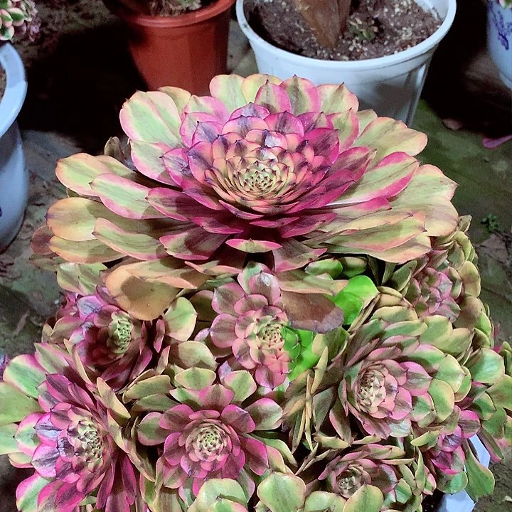 粉体美姬，多肉植物