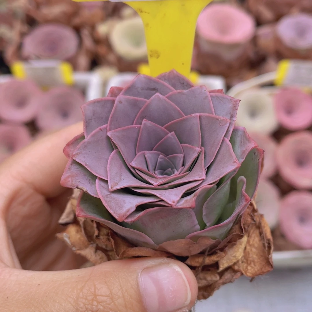 山地玫瑰C355满38包邮裸根发货