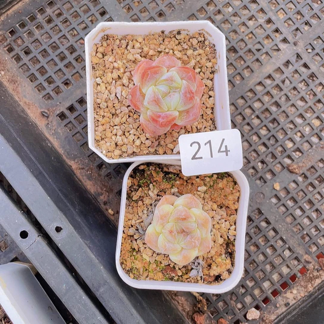 214。 2 棵冰玉。