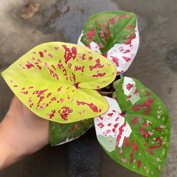 59-1124龟仙岛广东现货