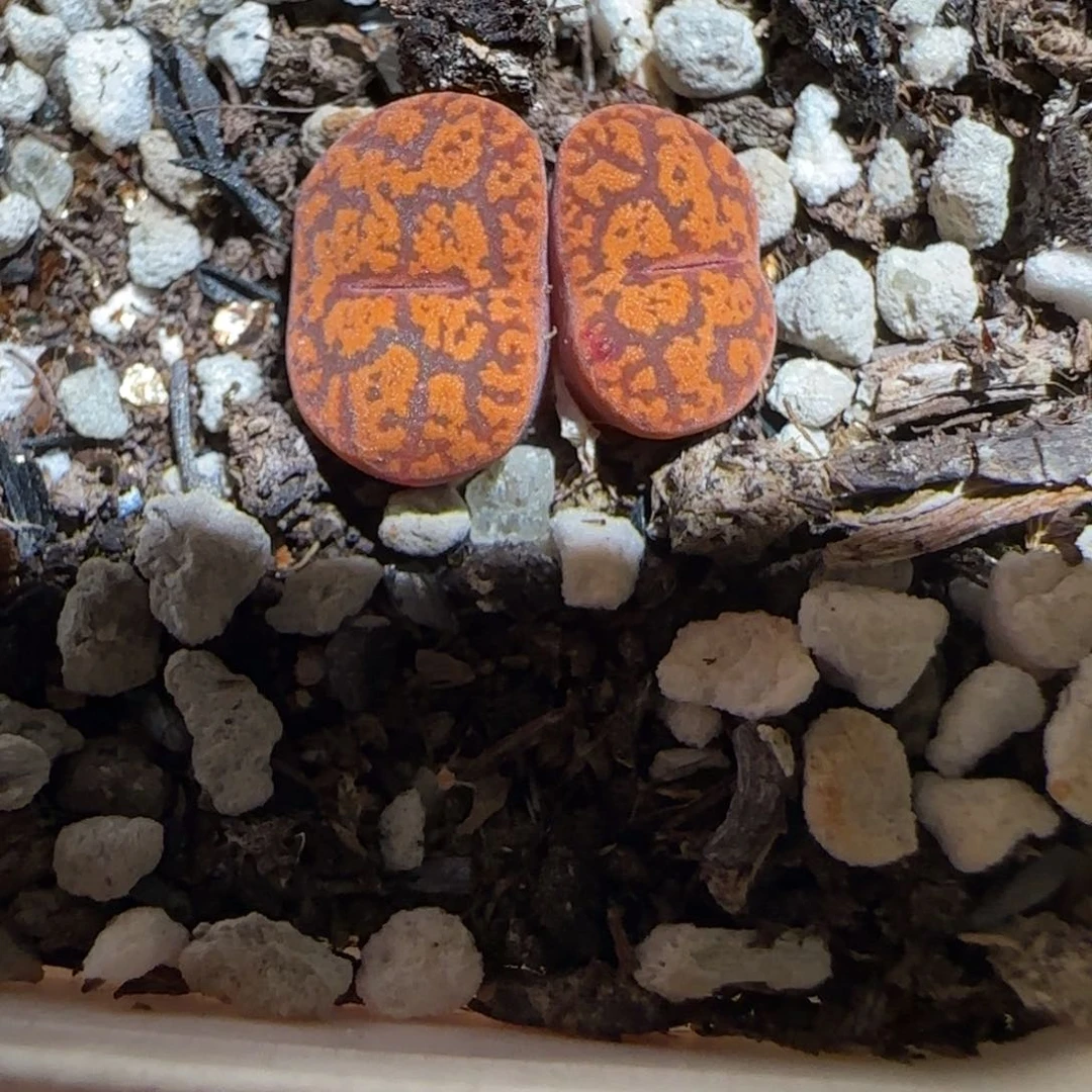 肉锥多肉植物组合-朱雀947