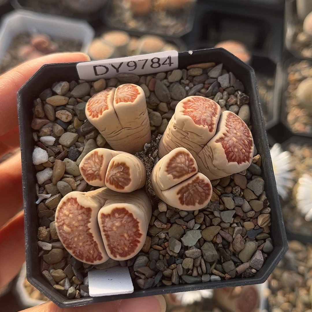 一物一拍菊母本9784