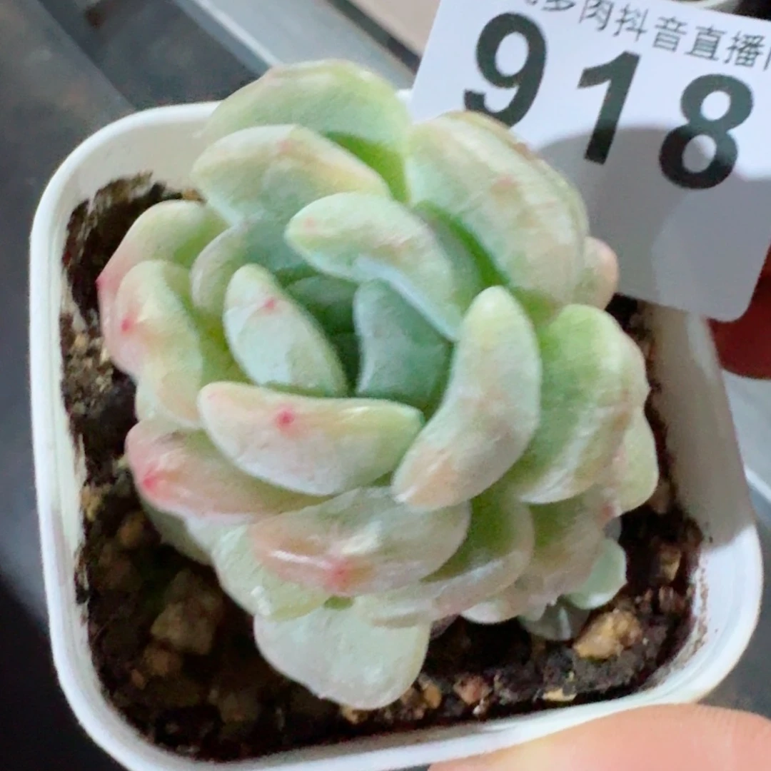 灰*狼石化白恋         精品多肉