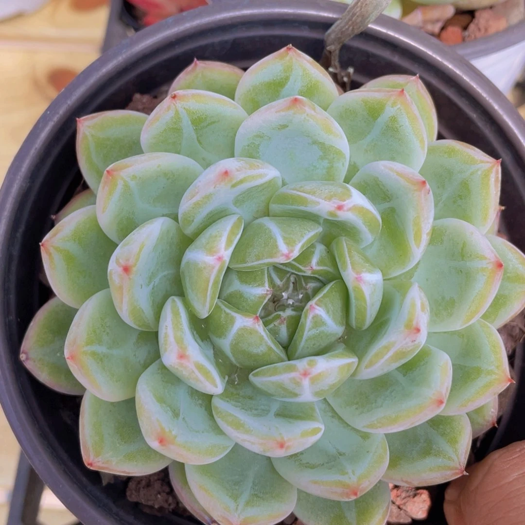 149号 大单头母本雪花珍妮一个