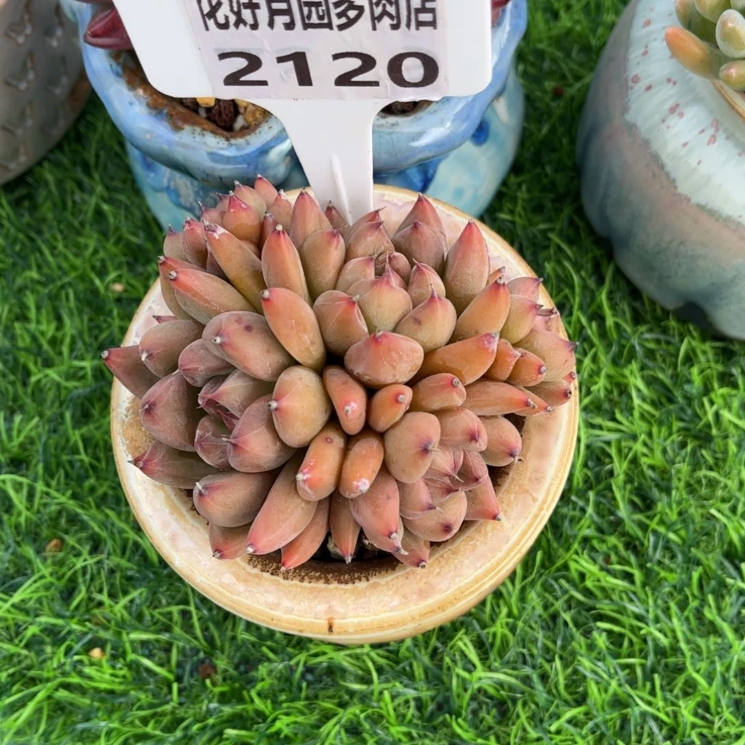 馨***雨多肉植物2120带盆