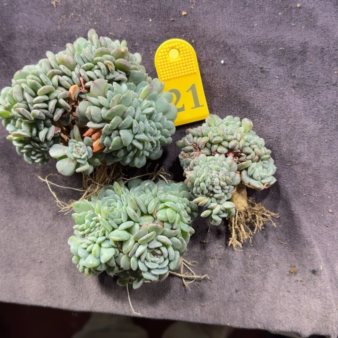 白胖子缀化三颗一起21