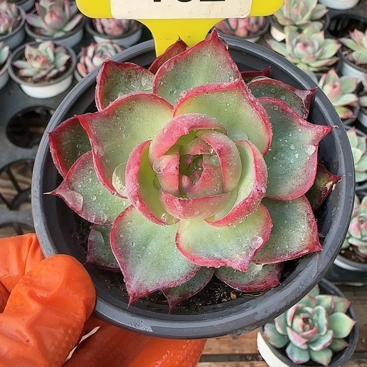 162 惊鸿仙子多肉植物6-9cm