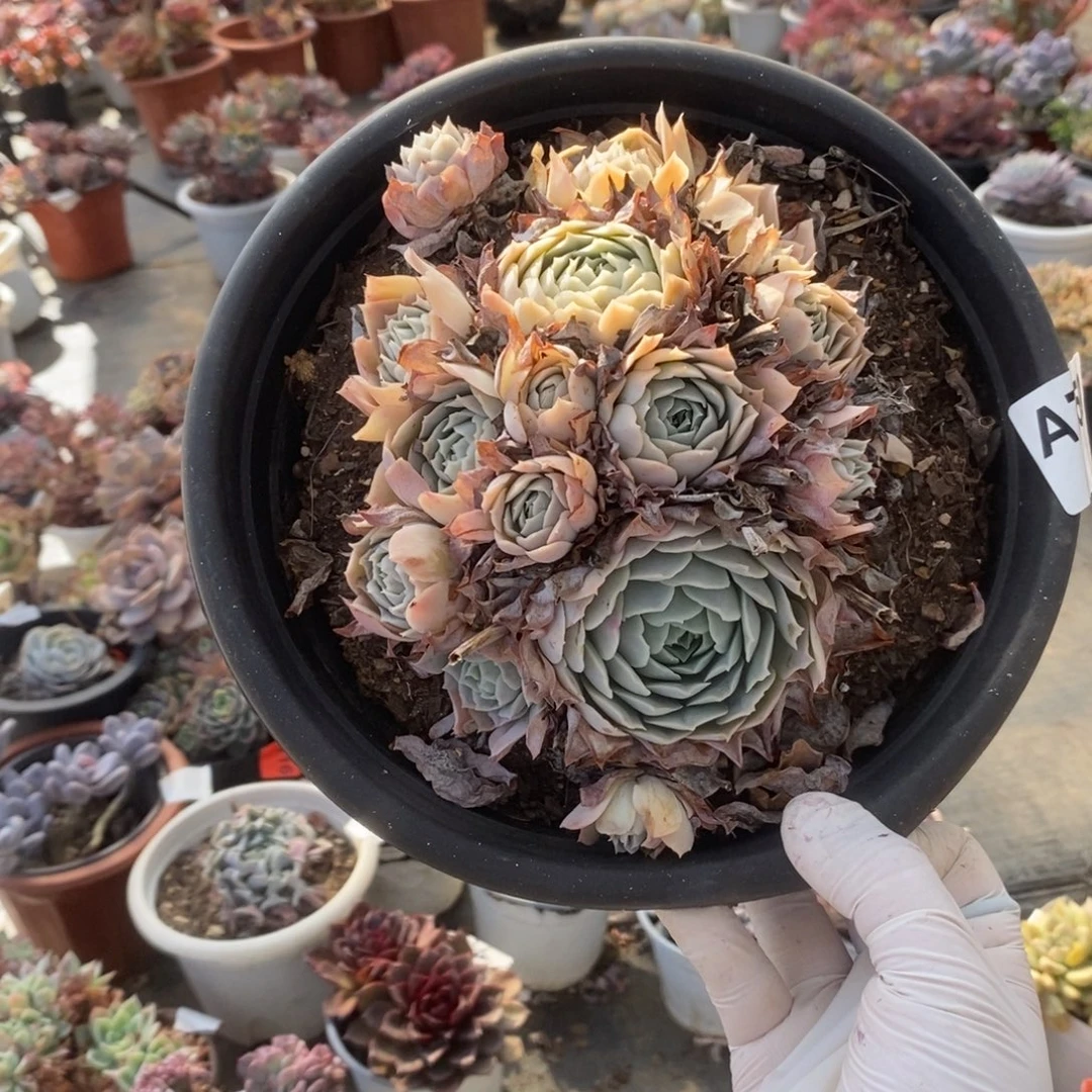 750一坨蓝丝绒一物一拍