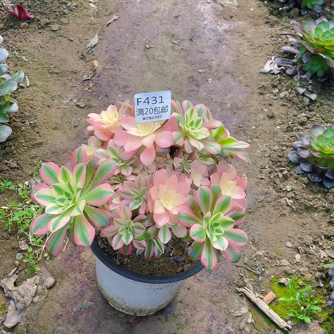 431美杜莎母本多肉小损不包