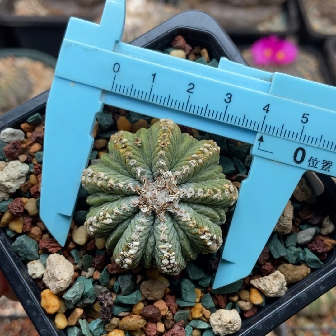 老花笼养定带盆发包邮顺丰