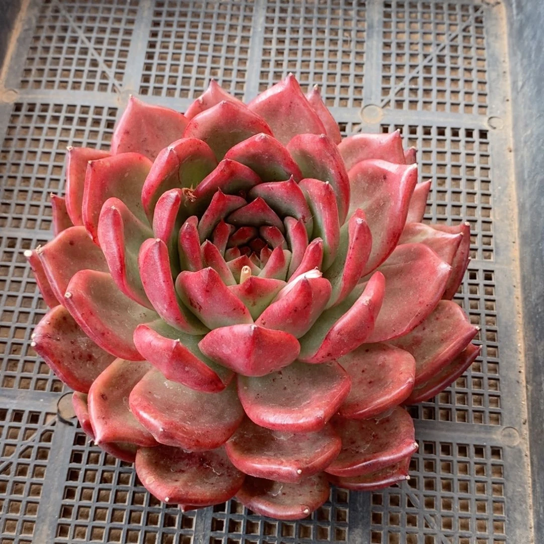 鑫*福利特价血皇后