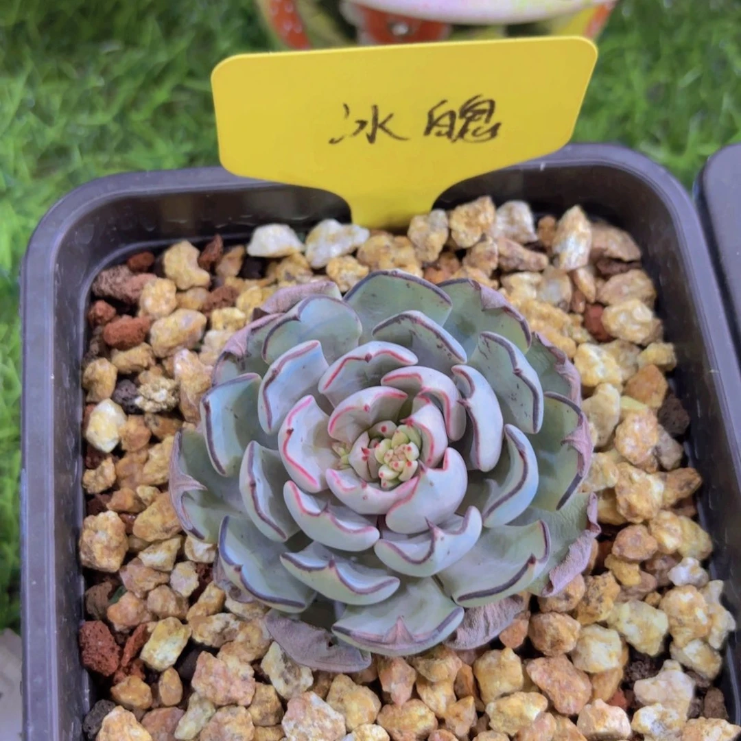 ?****a我的小可爱小可爱们都好可爱