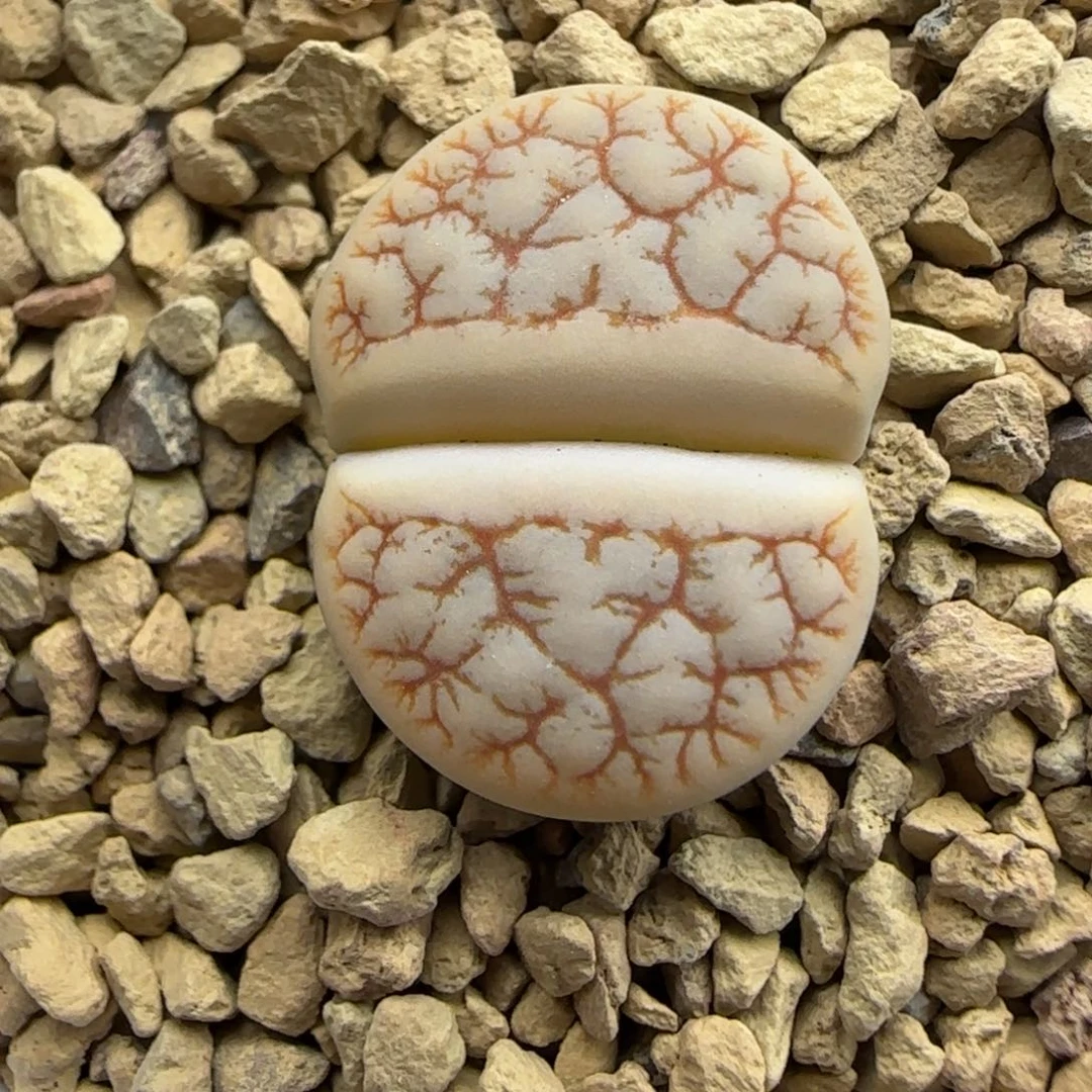 434 生石花大棚直播